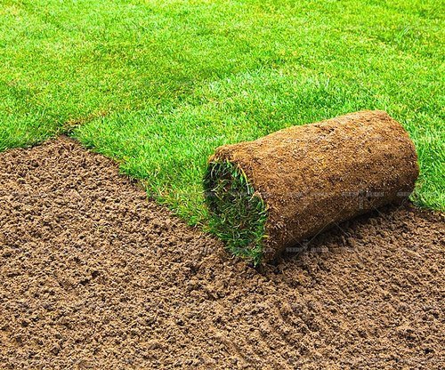 natural-carpet-paspalum-grass-paspalium-vaginatum-8447581